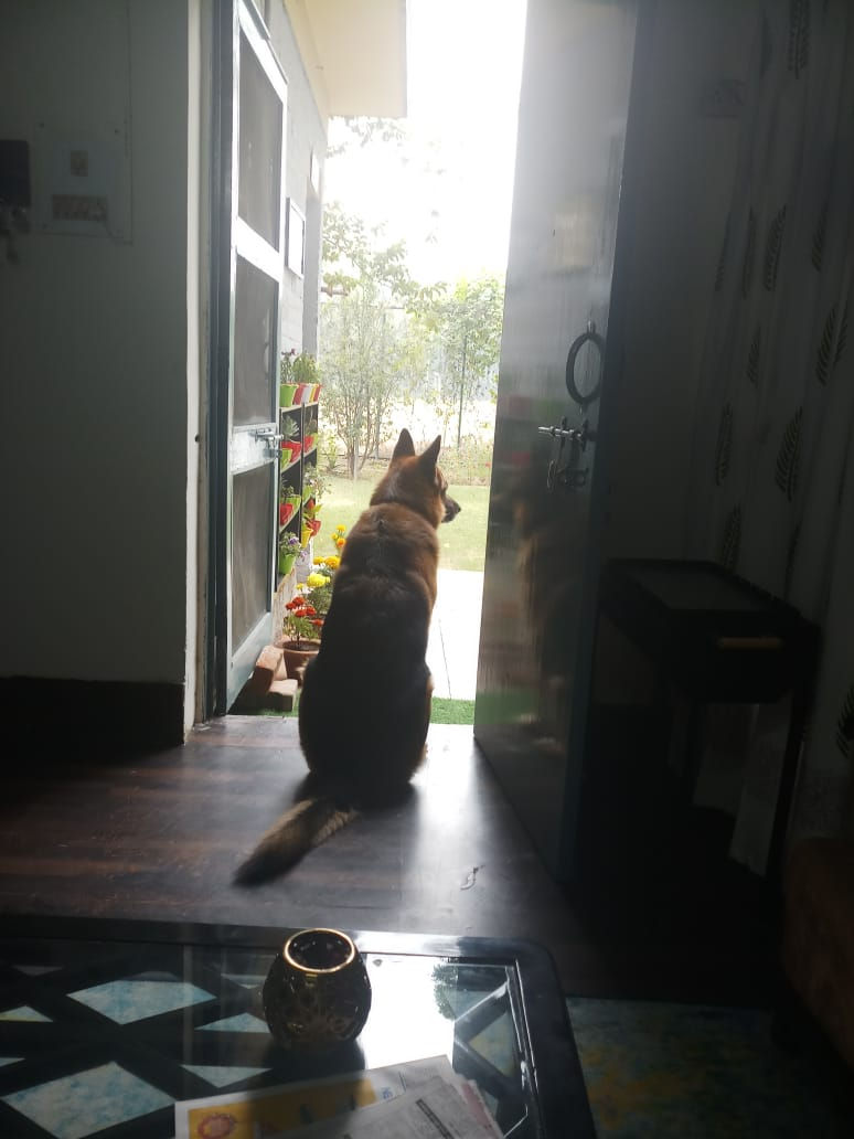 Milo waiting for his balls