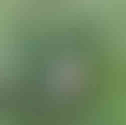 Der Hund findet  noch eine leere Packung Zigaretten