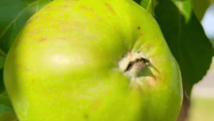 Video 27 Kunst vom feinsten 