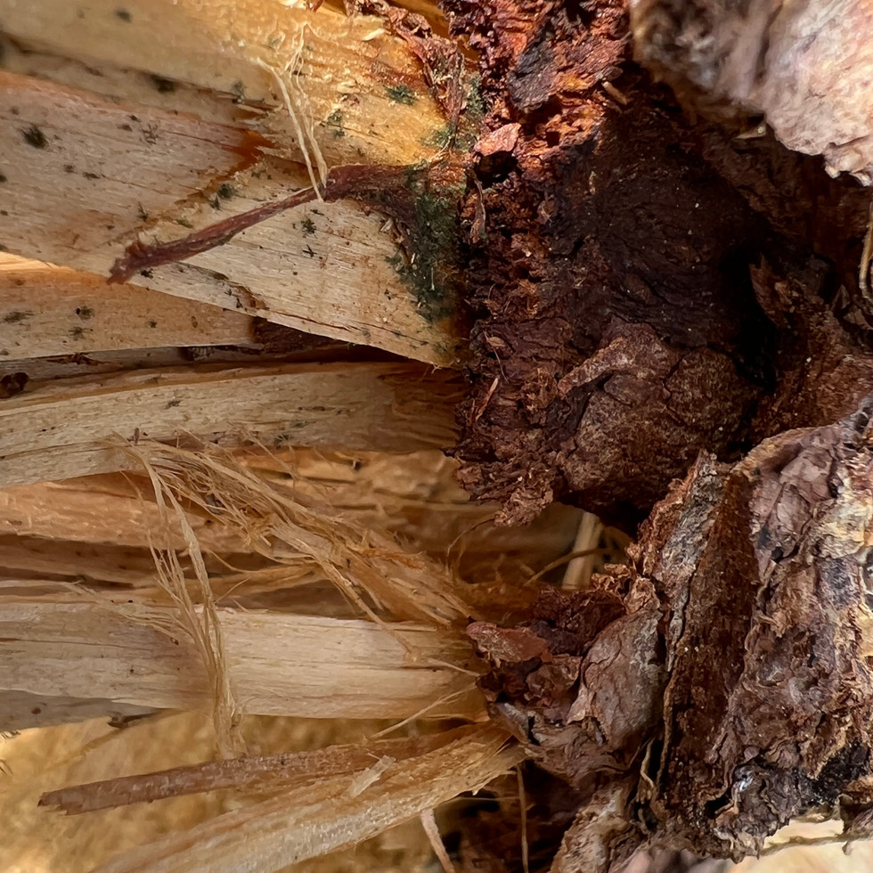 Holz und Wurm drei