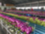 Packing Facility - AKC Orchids Thailand