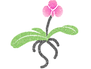 AKC Orchids Thailand Anukoolthamchote