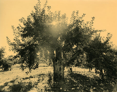 Sunrise in the Orchard, tea stain.jpg