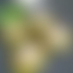 Falafels aux fèves vegan