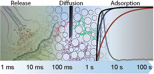 Improved Calibration of Voltammetric Sensors for Studying Pharmacological Effects on Dopamine Transp