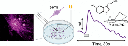 Hashim Lab Research | Hashemi Lab
