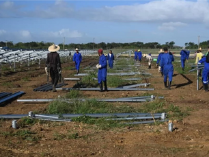 Cuba sin petróleo: como el bloqueo aceleró una revolución energética
