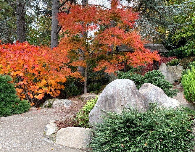 Fall Forest Bathing (Shinrin-Yoku) at Kubota Garden