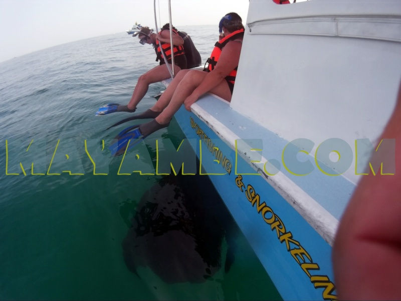 Thumbnail: Swimming with Whale Shark