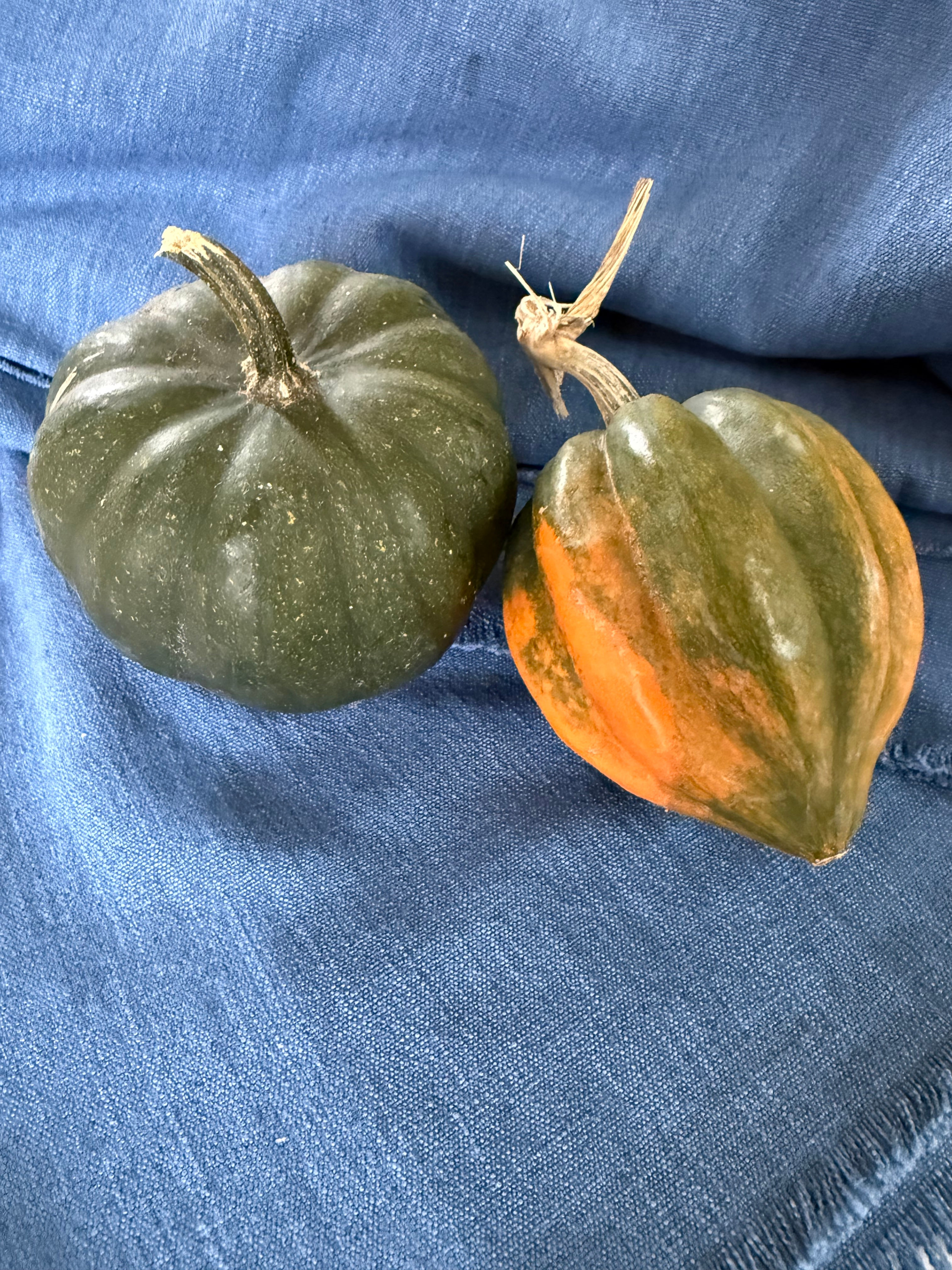 Squash, Acorn (100 Bears)