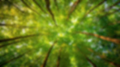 dense-forest_394.jpeg