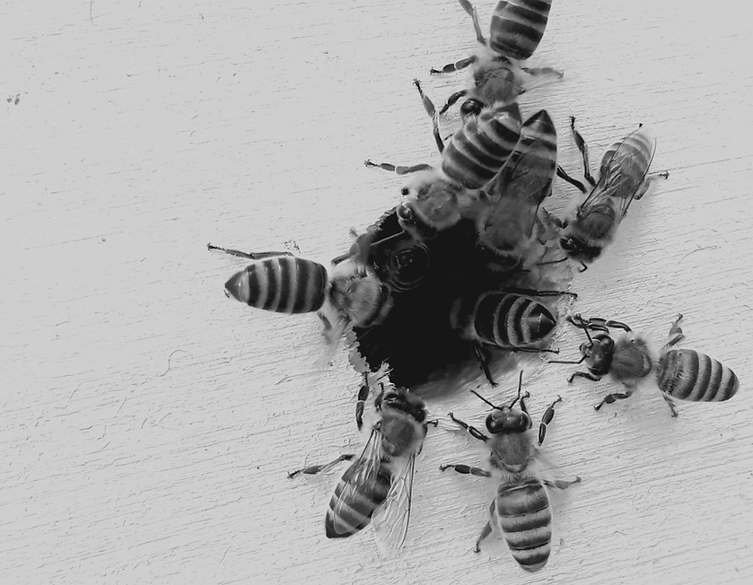 boba-jaglicic-EmwhXkCiMiA-unsplash_edite