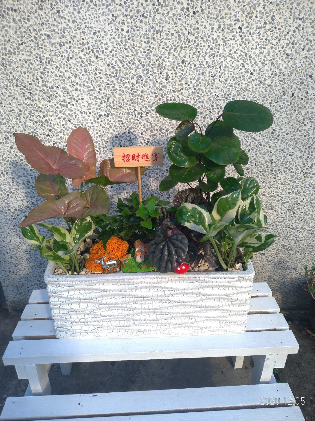 觀葉植物組合盆栽