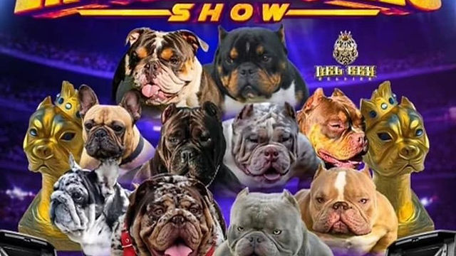 Inside the World Bully Registry's Main Event Bully Expo Show 2023 in Pomona, California