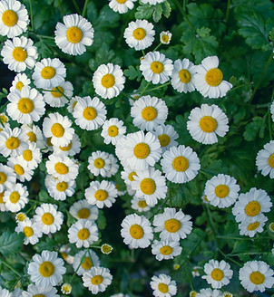 Feverfew plant