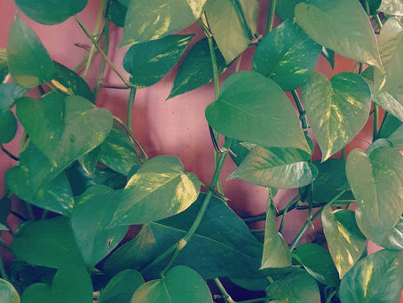 תעצרי שניה והתבונני במשהו צומח