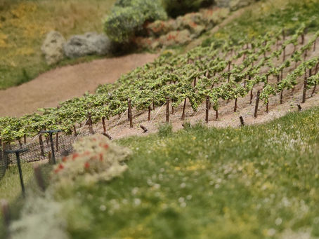 Les vignes du coteau de La Facétie.