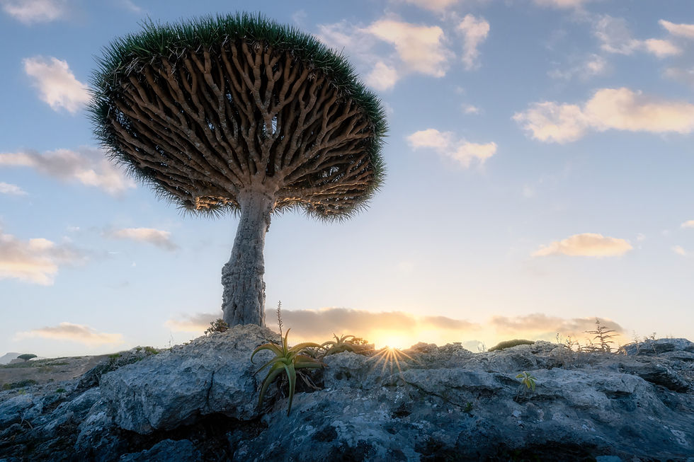 Deksam Plateau, Socotra