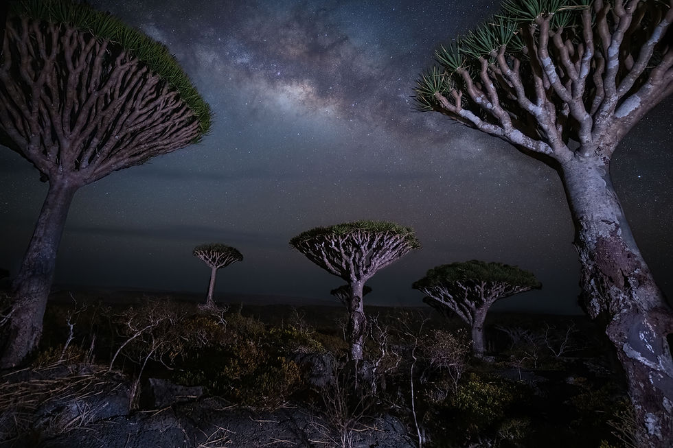 Milky Way with the Dragon Blood Trees - Deksam Plateau, Socotra