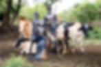 Body people have a strong connection to their cattle. The animals will live freely within the village.