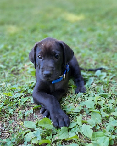 great dane puppies for sale