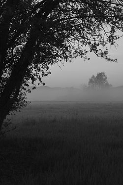 fog