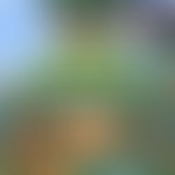 AVILÉS SUR CAMPUS SEMANA SANTA 2026