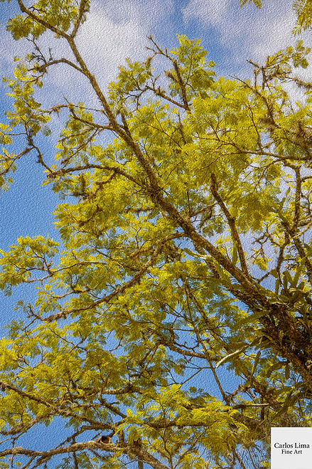 09_12_2022 PINDA 3622 TELA COM MARCA.jpg