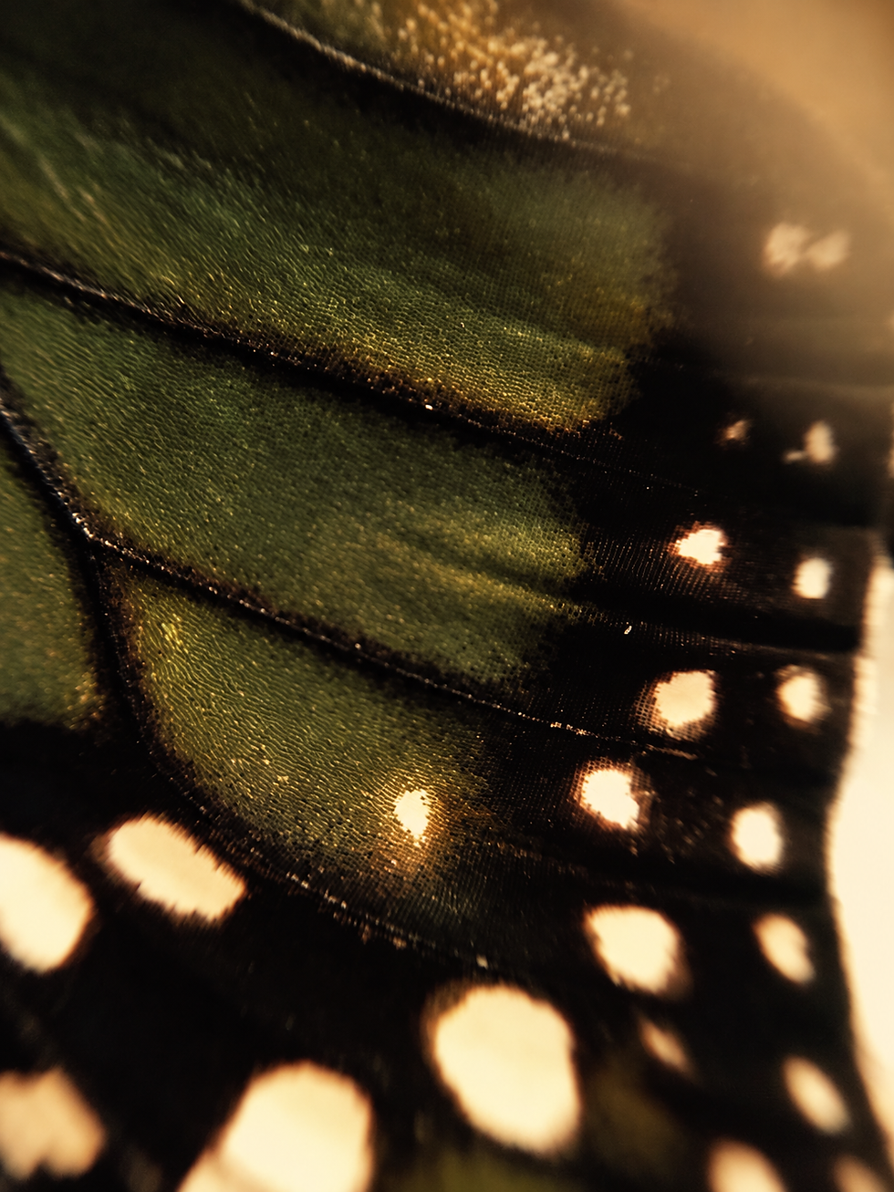 Mossy olive butterfly wing.png