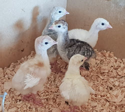 Turkey Poults