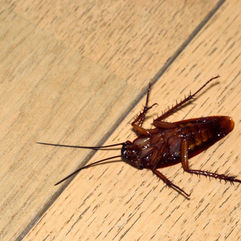 ゴキブリの死骸