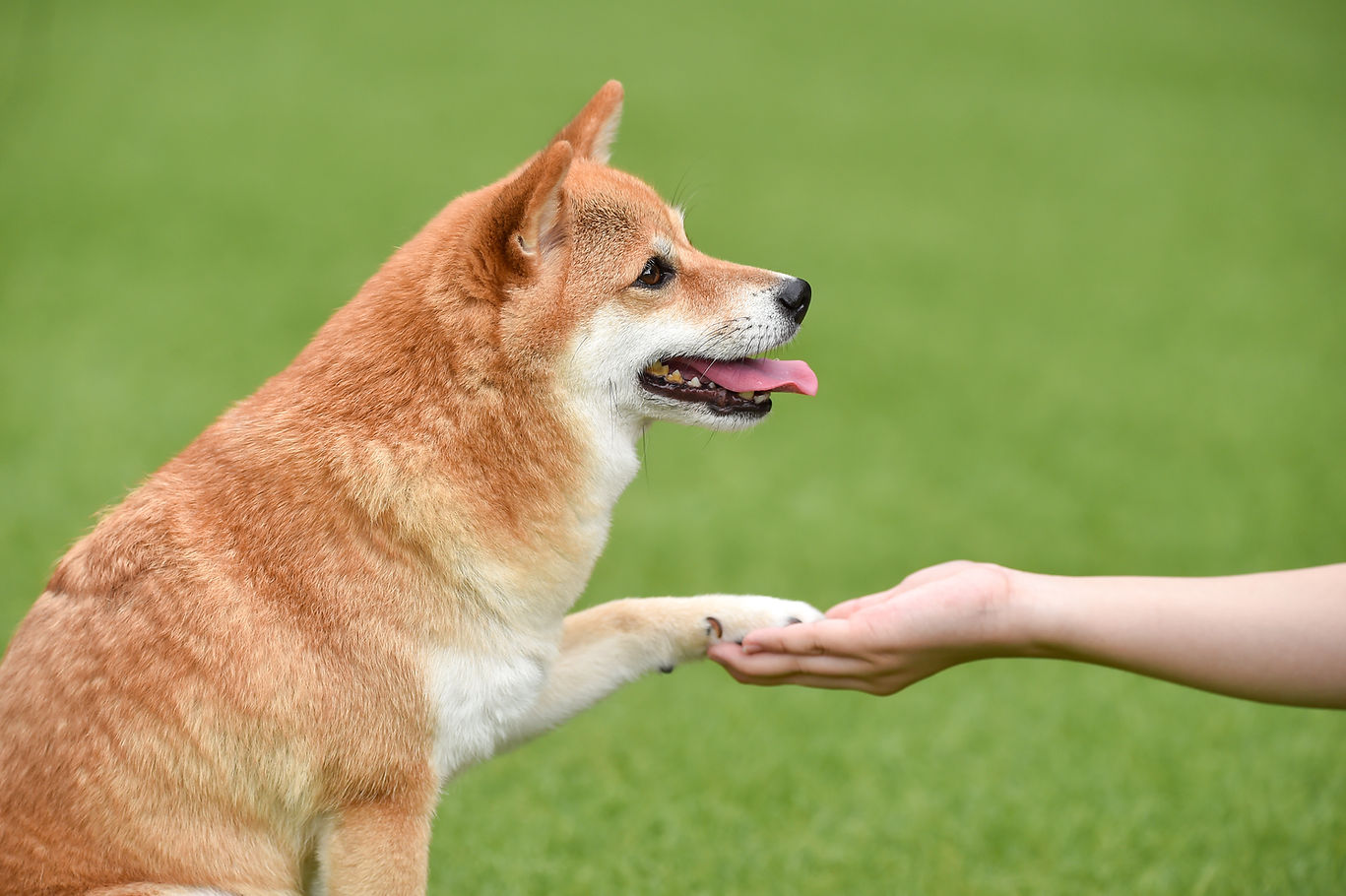 犬