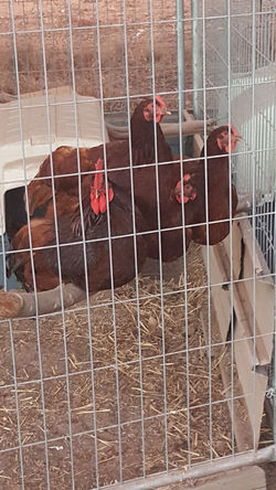 Rhode Island Red