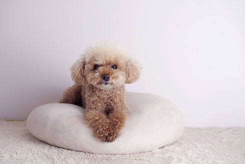 犬