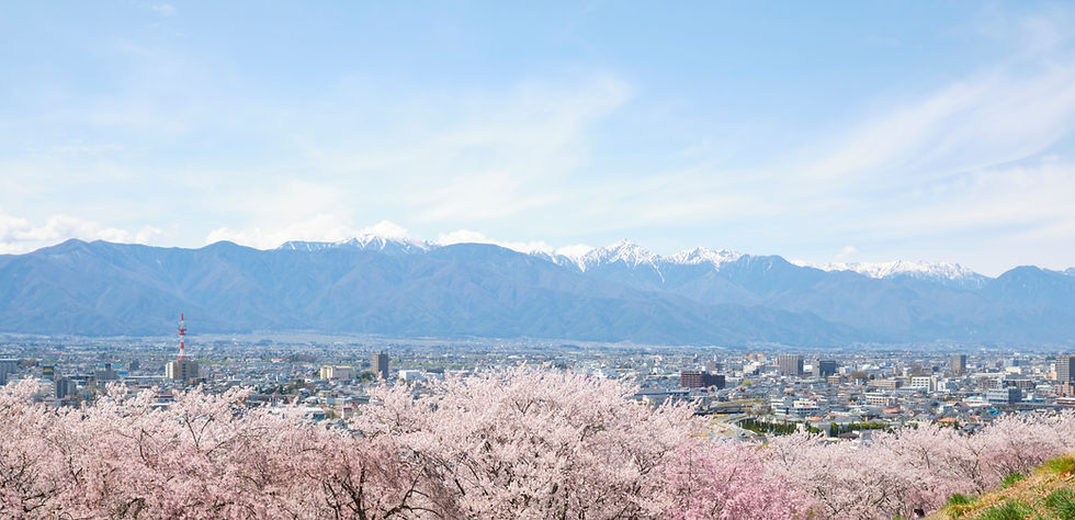 松本市の桜