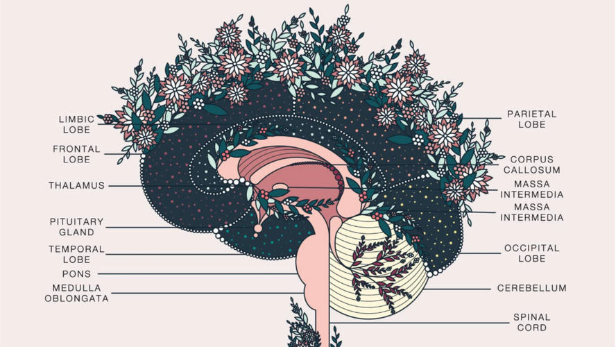 Thought Five: THE MIND explained