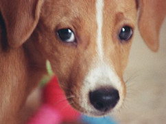 Dealing with Dog Anxiety
