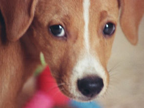 Demystifying Mange in Dogs: Mite Infection
