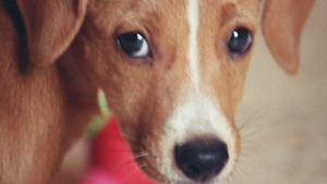 PHYSICAL PUNISHMENT - WHAT IT ACTUALLY DOES TO YOUR DOG’S WELLBEING: WHAT SCIENCE SHOWS.