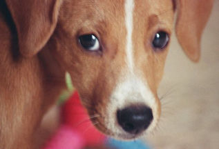 Creo que he visto un lindo perrito...perdido