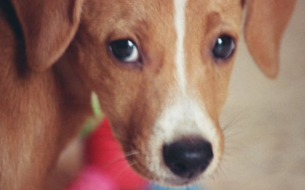 Parvovirus is back