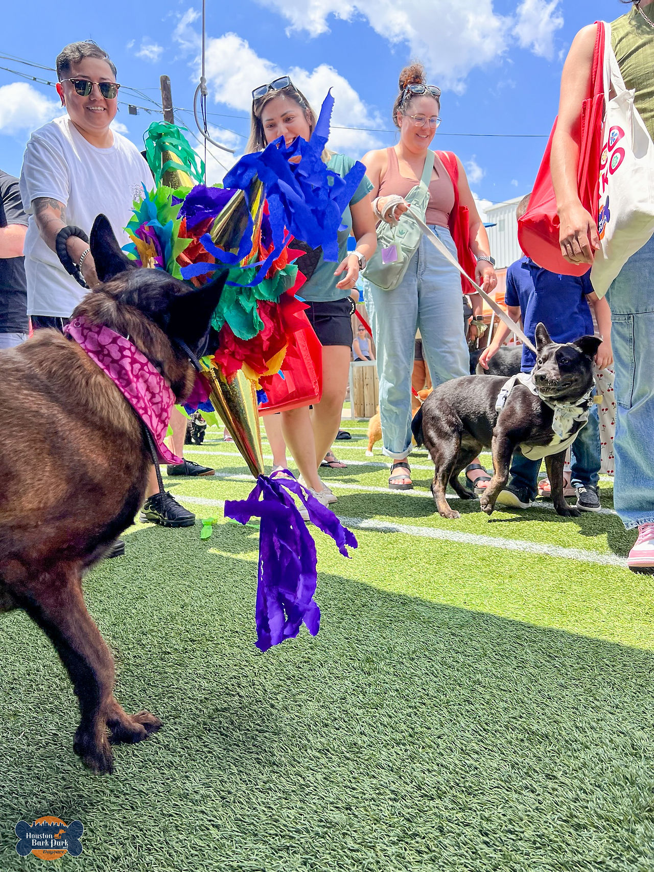 A happy dog is taking his turn at the doggy piñata at Houston Bark Park and Daycare's Cinco de Barko event 