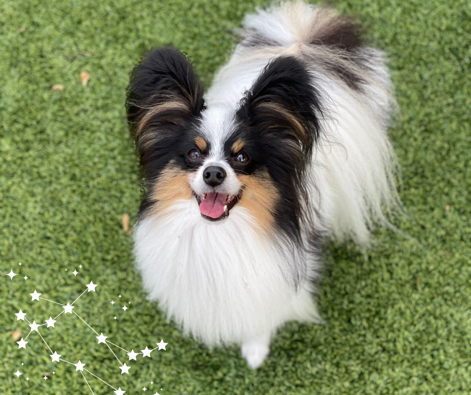 A fluffy black, white, and tan dog with large ears smiles on clean, green turf. There's a constellation of white stars in the corner.