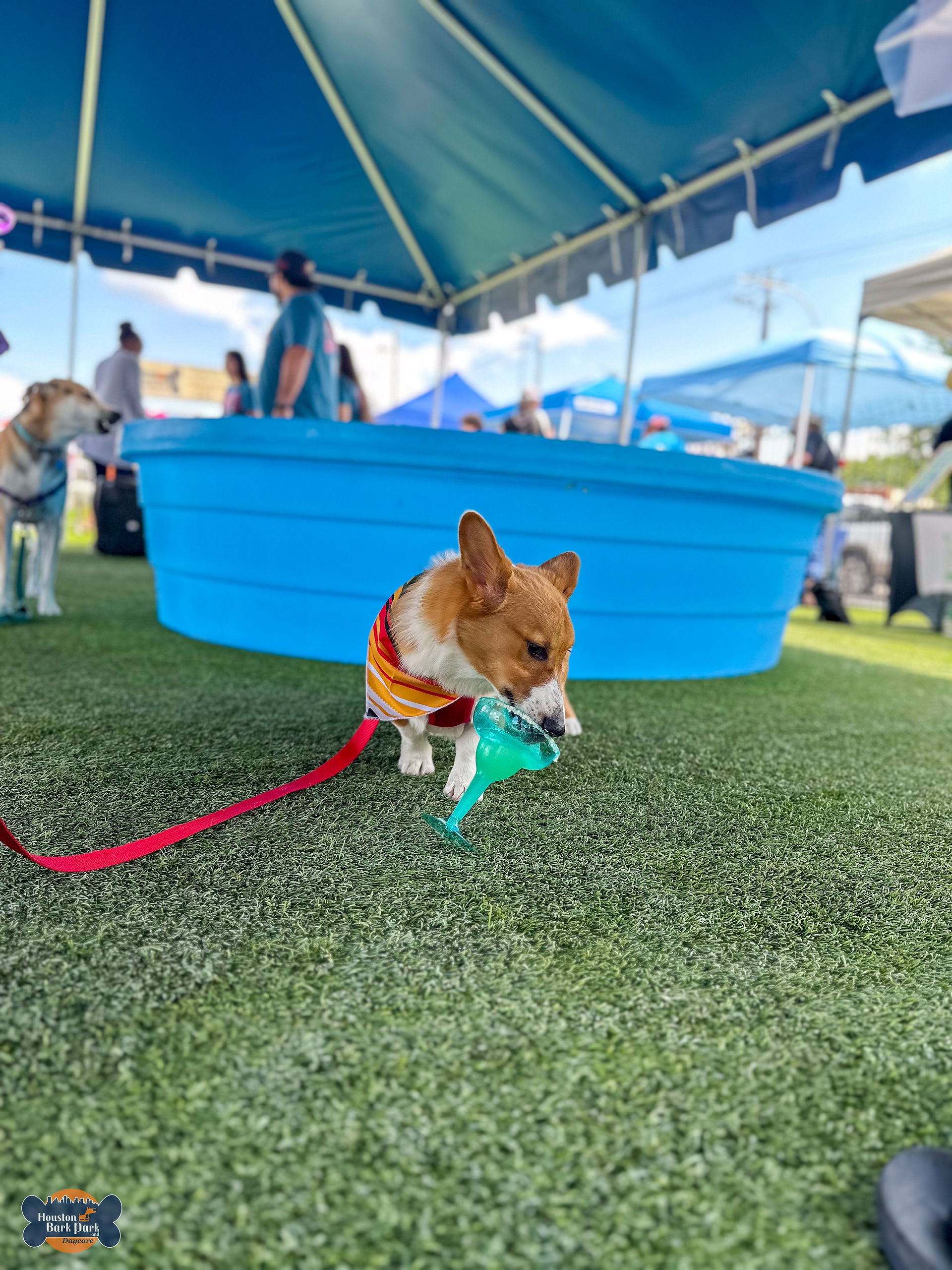 This dog is enjoying his barkarita at Houston Bark Park and Daycare's Cinco de Barko event