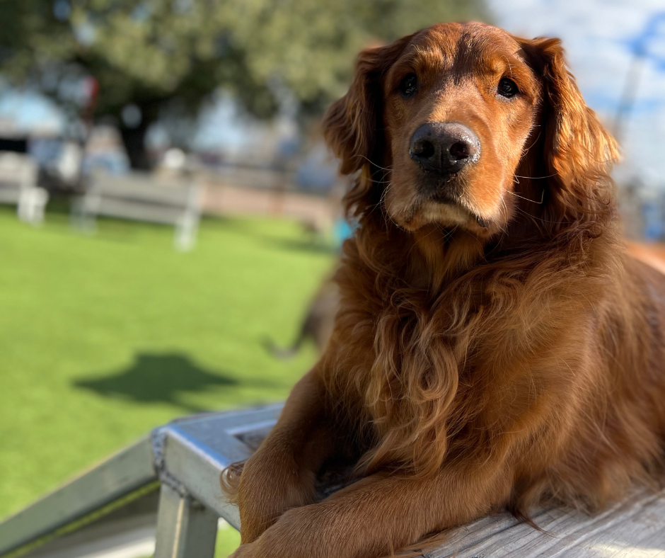 Golden Retriever lying on a bench in a sunny park. Green grass and blurred trees in the background. Dog appears happy and relaxed.