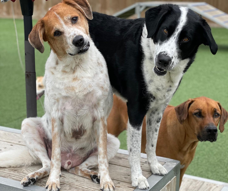 Two dogs, one brown and white, the other black and white, tilt heads playfully on a wooden platform. Green grass and two more dogs in background.