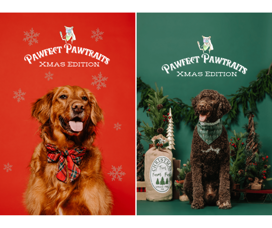 Golden retriever with plaid bow on red snowflake background and curly-haired dog with green bandana in festive setting. "Pawfect Pawtraits Xmas Edition" text.