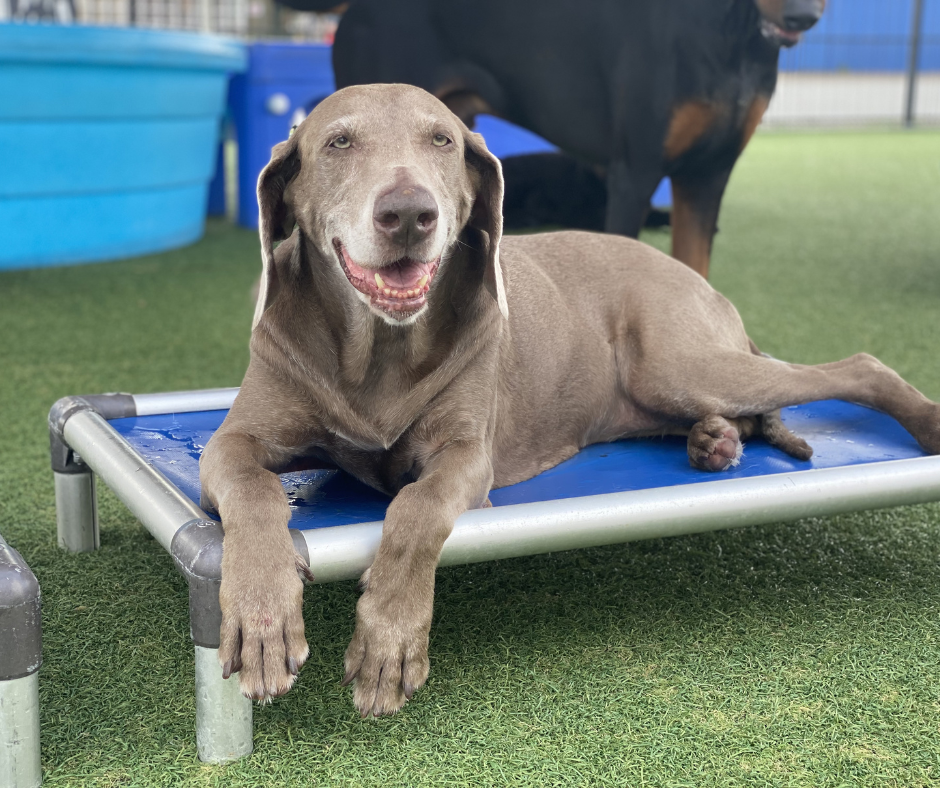 Brown dog lying on a blue elevated bed, smiling. Another dog is in the background. The setting is a grassy area with blue pools.