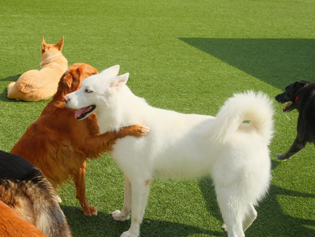 Do Dogs Have Friends? The Social Side of Dogs and Why Doggy Friendships Matter