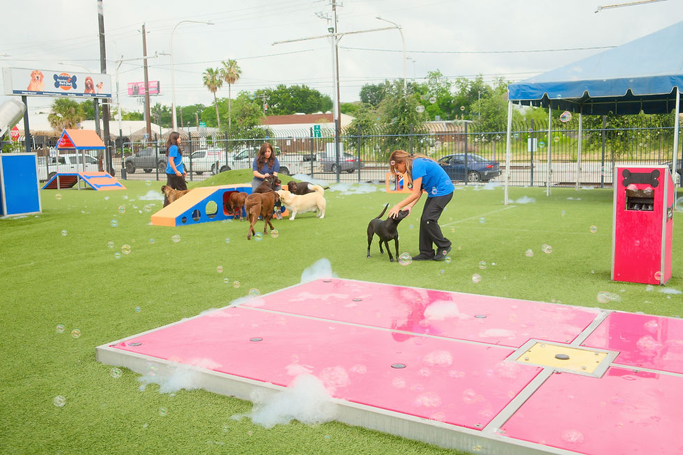 How Daycare Can Help Dogs With Boredom or Stress Related Issues